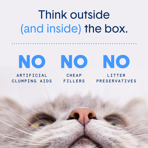 Boxie Cat Eco™ Plant-Based Biodegradable Cat Litter - 6.5lb