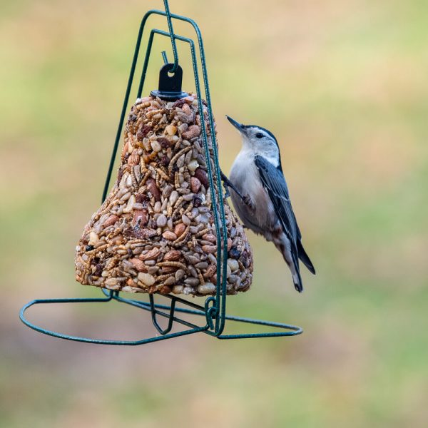 Mr. Bird Bugs, Nut & Fruit Bell