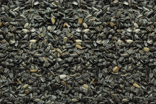 Song of America Stripe Sunflower Seed
