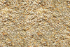 Song of America Patio Low Millet Seed