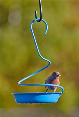 Metal Mealworm Feeder - Blue