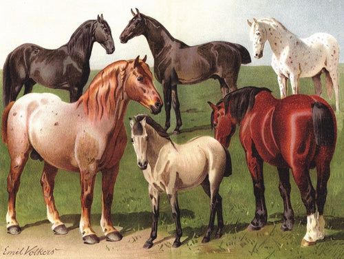 Horse Breeds Puzzle