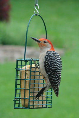 Deluxe Hanging Single Suet Cage