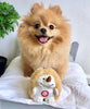 Plush Hedgehog with Cute Electronic Chattering Sound Dog Toy